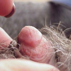 big clitoris pussy 23